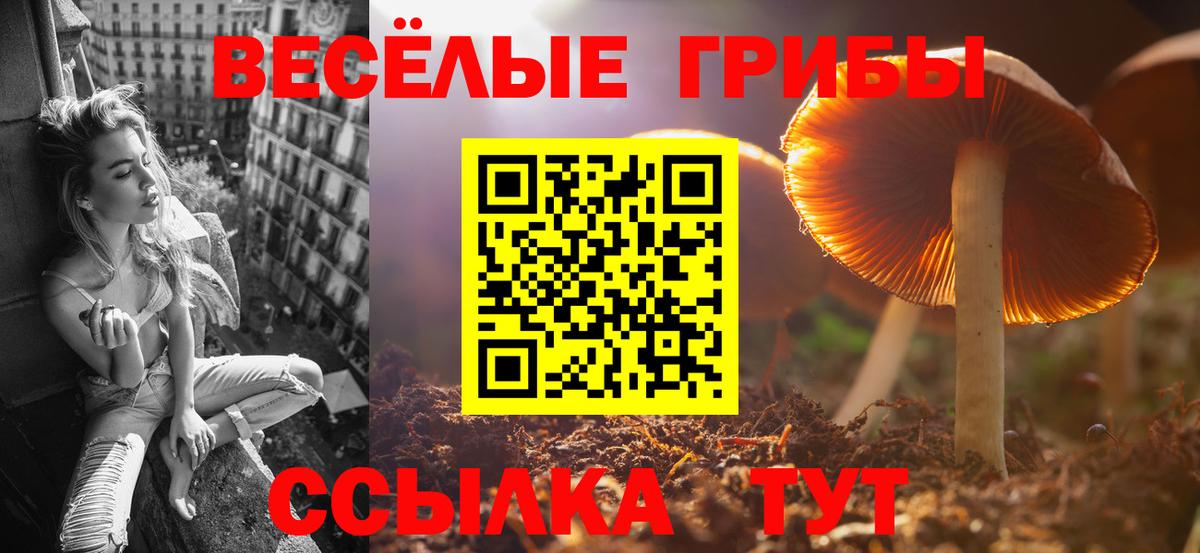 Псилоцибиновые грибы Psilocybe Армавир